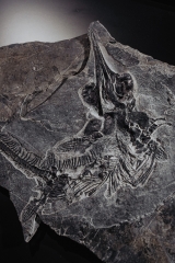 Скелет ихтиозавра Mixosaurus sp.