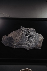 Скелет ихтиозавра Mixosaurus sp.