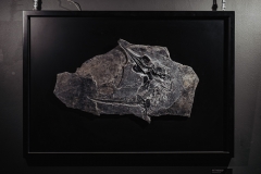 Скелет ихтиозавра Mixosaurus sp.