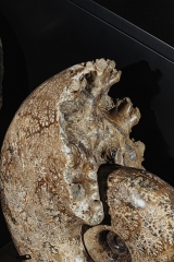 Аммонит Pachydiscus catarinae
