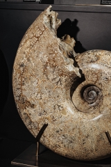 Аммонит Pachydiscus catarinae