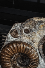 Аммонит Arietites bucklandi и наутилус Cenoceras sp.