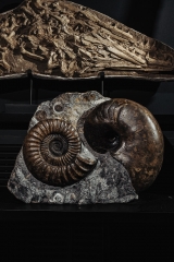 Аммонит Arietites bucklandi и наутилус Cenoceras sp.