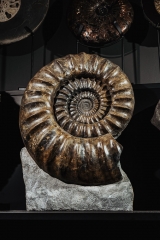 Аммонит Arietites bucklandi