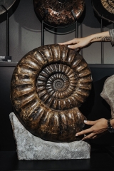 Аммонит Arietites bucklandi