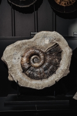 Аммонит Lytoceras cornucopia