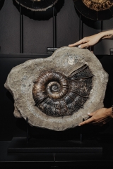 Аммонит Lytoceras cornucopia