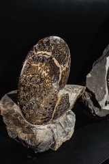 Аммонит Placenticeras sp.