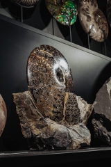 Аммонит Placenticeras sp.
