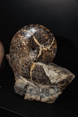 Аммонит Placenticeras sp.