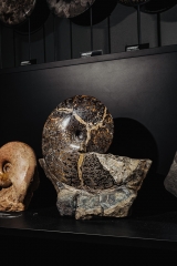 Аммонит Placenticeras sp.