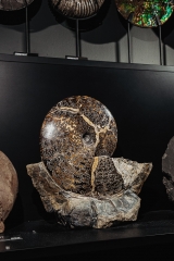 Аммонит Placenticeras sp.