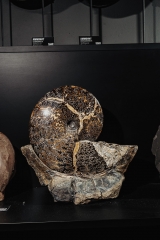 Аммонит Placenticeras sp.