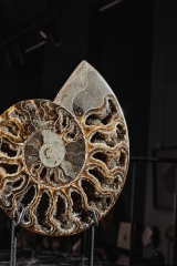 Аммонит Cleoniceras sp.