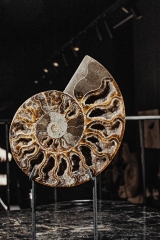 Аммонит Cleoniceras sp.