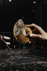 Аммонит Cleoniceras sp.