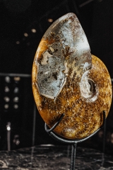 Аммонит Cleoniceras sp.