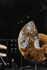 Аммонит Cleoniceras sp.