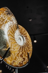 Аммонит Cleoniceras sp.