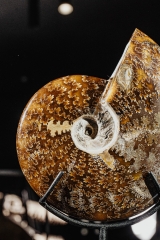 Аммонит Cleoniceras sp.