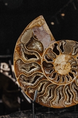 Аммонит Cleoniceras sp.
