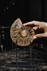 Аммонит Cleoniceras sp.