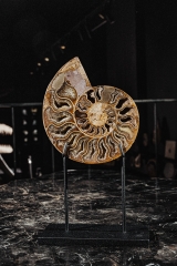 Аммонит Cleoniceras sp.