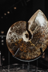 Аммонит Cleoniceras sp.