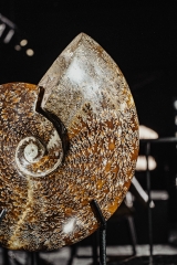 Аммонит Cleoniceras sp.