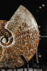Аммонит Cleoniceras sp.