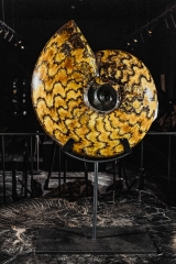 Аммонит Craspedodiscus discofalcatus 