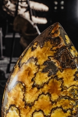 Аммонит Craspedodiscus discofalcatus 