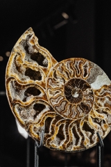 Аммонит Cleoniceras sp.