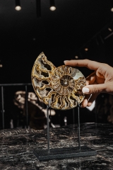 Аммонит Cleoniceras sp.