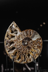 Аммонит Cleoniceras sp.