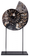 Аммонит Cleoniceras sp.