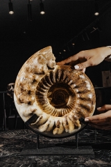 Аммонит Kranaosphinctes sp.