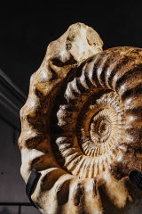 Аммонит Kranaosphinctes sp.