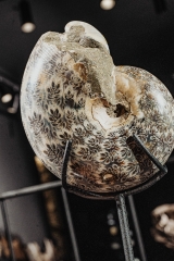 Аммонит Phylloceras sp.