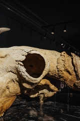 Череп степного бизона Bison priscus