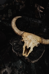 Череп степного бизона Bison priscus