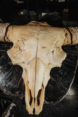 Череп степного бизона Bison priscus
