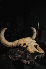 Череп степного бизона Bison priscus
