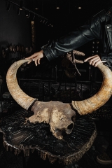 Череп степного бизона Bison priscus