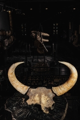 Череп степного бизона Bison priscus