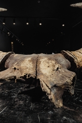 Череп степного бизона Bison priscus