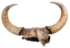 Череп степного бизона Bison priscus