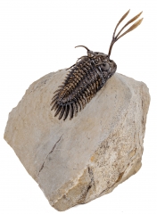 Трилобит Walliserops trifurcatus