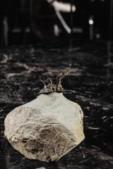 Трилобит Walliserops trifurcatus