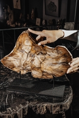 Окаменелый дуб Quercus sp.